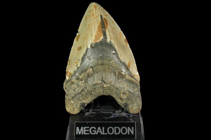 Fossil Megalodon Tooth - Gigantic Shark Tooth #147401